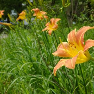 ノカンゾウ,昭和記念公園,植栽,在来種,野草　山野草の画像