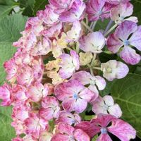アジサイ,旭の舞姫,紫陽花　あじさい　アジサイ,紫陽花 アジサイ あじさい,花のある暮らしの画像