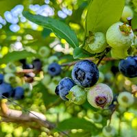 シンフォリカルポス,ブルーベリー,百日草,コクリュウ,伊良部ゆりの画像