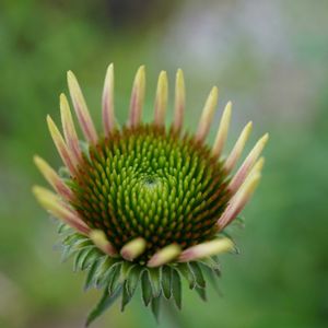 エキナセア,エキナセア パープレア,ハーブ,花壇,つぼみの画像