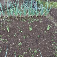 野菜,ネギ,ヤグラネギ,宿根,実家の庭の画像