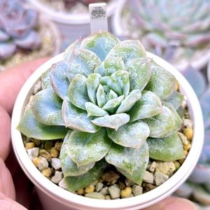 エケベリア チュールスカート,成長記録 チュールスカート,エケベリア エンジェルローズ,斑入り多肉,LED栽培の画像