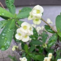 花麒麟(はなきりん),可愛い♪,窓辺の癒し,雨上がり☁,玄関アプローチの画像