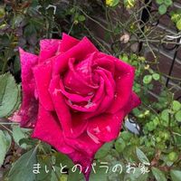 バラ,バラ大好き,お家園芸,バラの庭園をつくりたい,世界をもっとバラ色にbyハイポネックスの画像