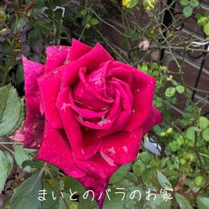 バラ,バラ大好き,お家園芸,バラの庭園をつくりたい,世界をもっとバラ色にbyハイポネックスの画像