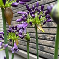 アガパンサス,アガパンサス ポッピンパープル,紫の花,花のある暮らし,緑のある暮らしの画像