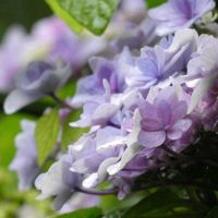 アジサイ,アジサイ,ミニカボチャ,チーム・ブルー,癒しの薄紫の画像