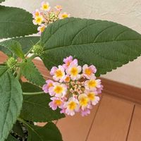 ピンク,マンション,窓辺の画像