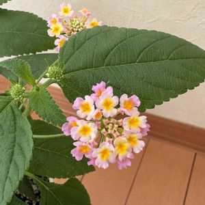 ピンク,マンション,窓辺の画像
