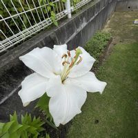カサブランカ,白いお花,庭の画像
