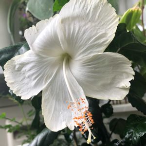 ハイビスカス,ベランダガーデニング,ベランダの画像