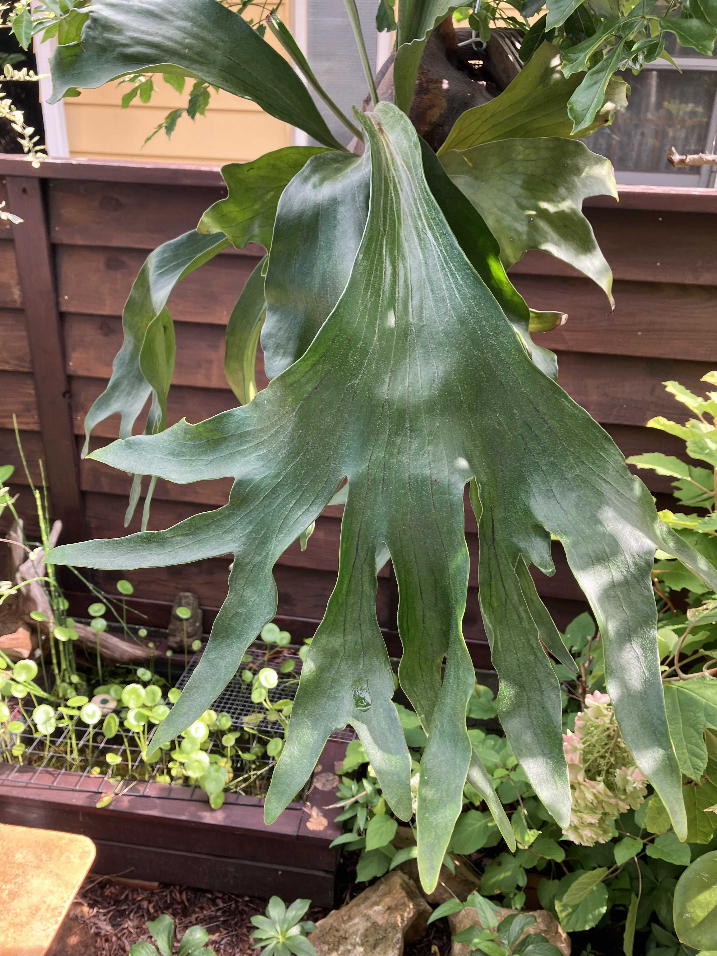 バクスポの貯水葉からの新芽 ビカクシダの森