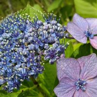 ガクアジサイ,ウズアジサイ,真花,樹木,木に咲く花の画像