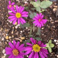 ブラキカム チェリッシュ,我が家の花壇の画像