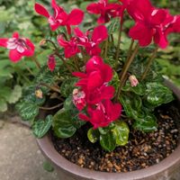 ガーデンシクラメン,シクラメン ジックス,可愛い〜♡,花のある暮らし,植物のある暮らしの画像