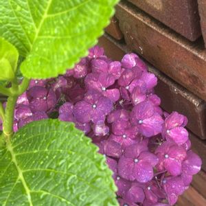 レンガ,紫陽花 アジサイ あじさい,雨粒を纏って、、、,アジサイフェア 2026 フォトコンテストの画像