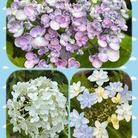 アガパンサス,アナベル,アジサイ 泉鳥,おたふくアジサイ(渦アジサイ),多肉植物の画像