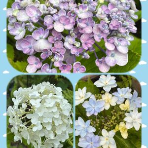 アガパンサス,アナベル,アジサイ 泉鳥,おたふくアジサイ(渦アジサイ),多肉植物の画像