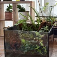 テーブルヤシ,ウォーターバコパ,アヌビアス・ナナ プチ,ジュエルオーキッド マコデスペトラ,ネフロレピス  ツデーの画像