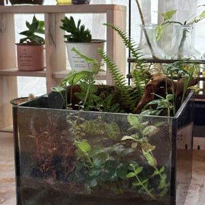 テーブルヤシ,ウォーターバコパ,アヌビアス・ナナ プチ,ジュエルオーキッド マコデスペトラ,ネフロレピス  ツデーの画像