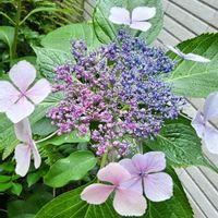ガクアジサイ,樹木,木に咲く花,施設のお庭の画像