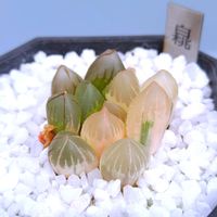 ハオルチア,ハオルチア オブツーサ,多肉植物,ハオルチア属,多肉大好きの画像