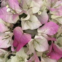 ブーゲンビリア,かわいいな♡,花のある暮らし,お花が好き♡,キュンキュン乙女倶楽部の画像