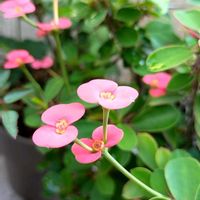 ハナキリン,ハナキリン（花麒麟）の画像