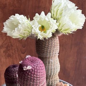 サボテン,紫太陽,白花太陽,サボテンの花の画像