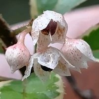 斑入りヤブコウジ,花のある暮らし,大事に育てたい,キュンキュン乙女倶楽部,うどん県人会の画像