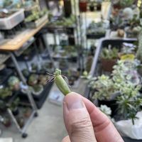 多肉植物,花のある暮らし,観葉植物のある暮らし,#多肉#多肉植物#たにく,家庭菜園の画像