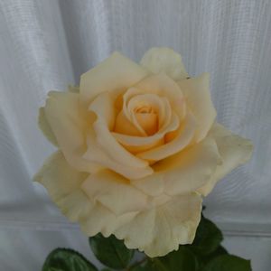 ミニバラ,ミニバラ鉢植え,バルコニー/ベランダ,ベランダの画像