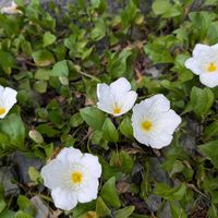 ギンパイソウ(銀盃草),葉っぱのある暮らし,白いお花,GREEN UP!,玄関アプローチの画像