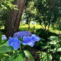 ガクアジサイ,ガクアジサイ,紫陽花 アジサイ あじさいの画像