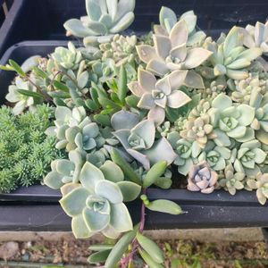 多肉植物,葉挿し,成長記録,庭の画像