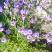 バーベナ,グリーンのある暮らし,放置庭,花壇DIY,放置花壇の画像