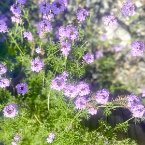 バーベナ,グリーンのある暮らし,放置庭,花壇DIY,放置花壇の画像