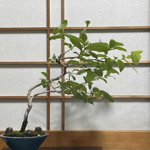 ブルーベリー,ブルーベリー,盆栽,ミニ盆栽,バルコニー/ベランダの画像