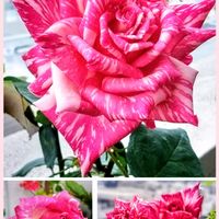 モダンタイムス,花のある暮らし,バラ・モダンタイムス,ばら バラ 薔薇,GSの繋がりに感謝♡の画像