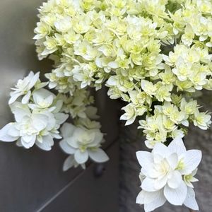 スターバースト,アジサイ ヘイズスターバースト,花のある暮らし,小さな庭,庭の画像