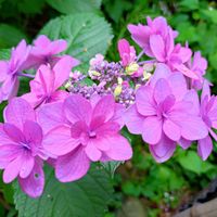 アジサイ,大好きなお花,癒しのひと時,おうち園芸,小さな庭の画像