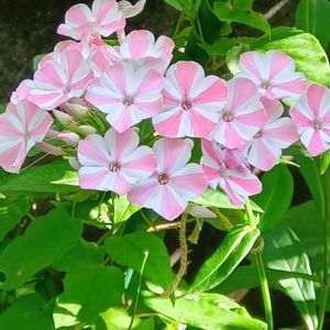ミソハギ,ブットレア,フロックス ペパーミント ツイスト,フロックス ピンク,鉢植えの画像