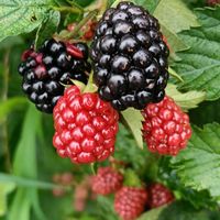 ブラックベリーの画像