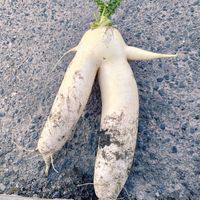 大根,面白い、何して食べろうか,家庭菜園の画像