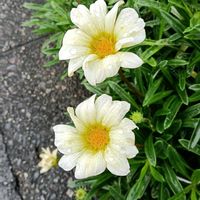 ガザニアの画像
