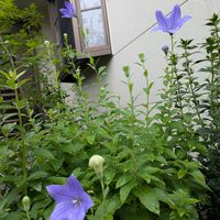 キキョウ,ガーデニング,山野草,多年草,山野草好きの画像