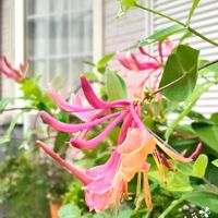 スイカズラ,ハニーサックル,ガーデニング,雨上がり,花のある暮らしの画像