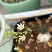 ビカクシダ,ビカクシダ リドレイ,アボニア・クイナリア,オーニソガラム・サルディエニー,多肉植物の画像