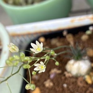 ビカクシダ,ビカクシダ リドレイ,アボニア・クイナリア,オーニソガラム・サルディエニー,多肉植物の画像