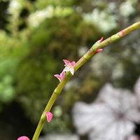 ヒューケラ,斑入りミズヒキ,斑入りミズヒキ,斑入りミズヒキ,夏野菜たちの画像